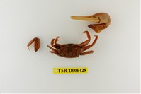 藏品(弧邊管招潮蟹)的圖片